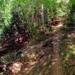 Chemin qui traverse la forêt de la marche d'approche du Mont Aiguille