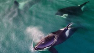 En Russie des orques captives ont retrouvé leur liberté et se réadaptent avec succès